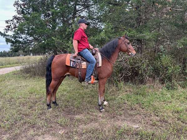 gaited-missouri-fox-trotter-horse