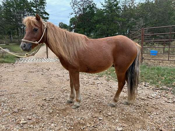 ridden-western-pony