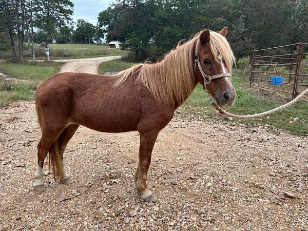 ridden-western-pony