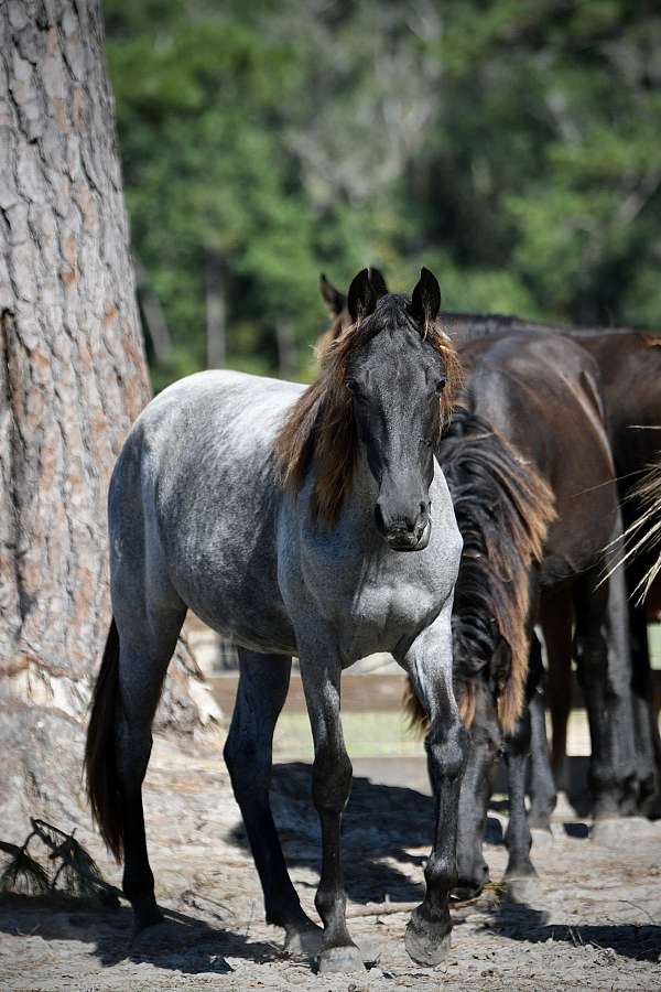 homozygous-homozygous-black-broodmare