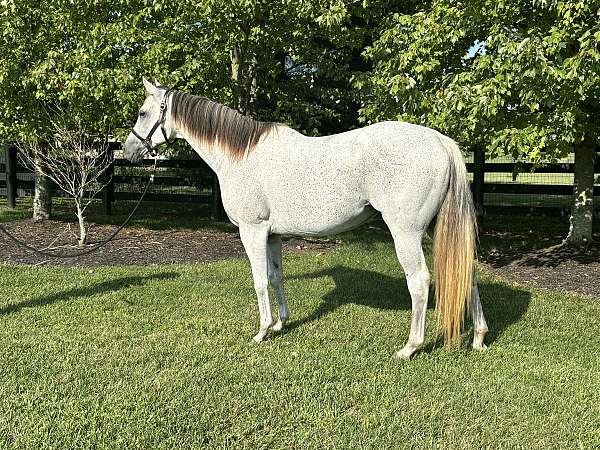 16-hand-quarter-horse-mare