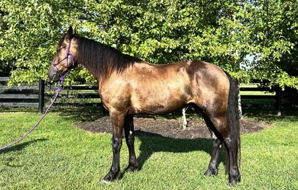 all-around-friesian-horse