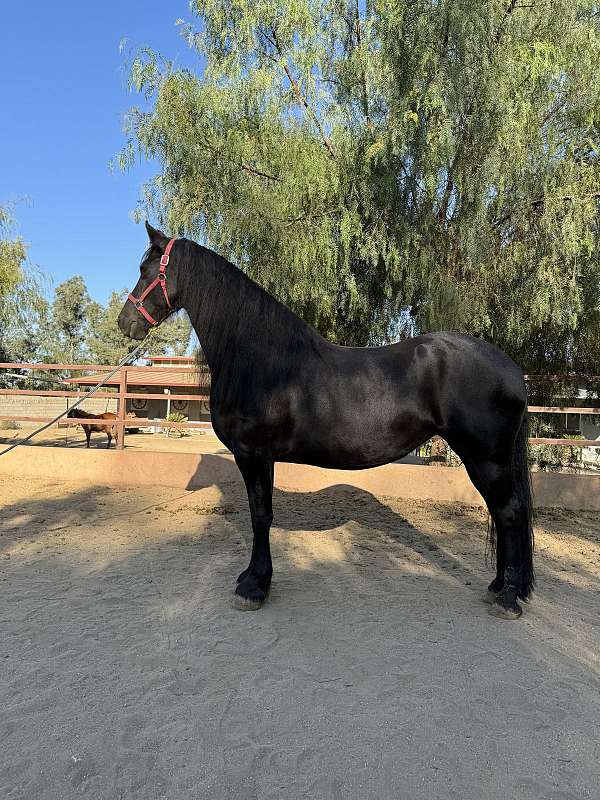 friesian-mare