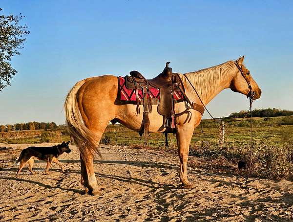 all-around-quarter-horse