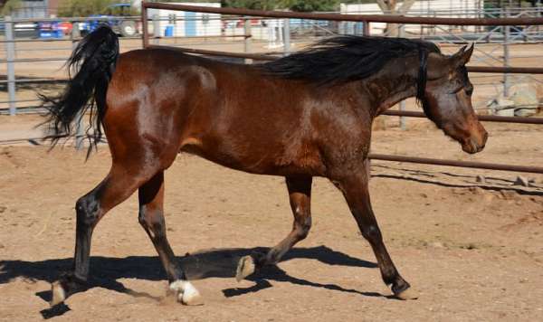 arabian-gelding