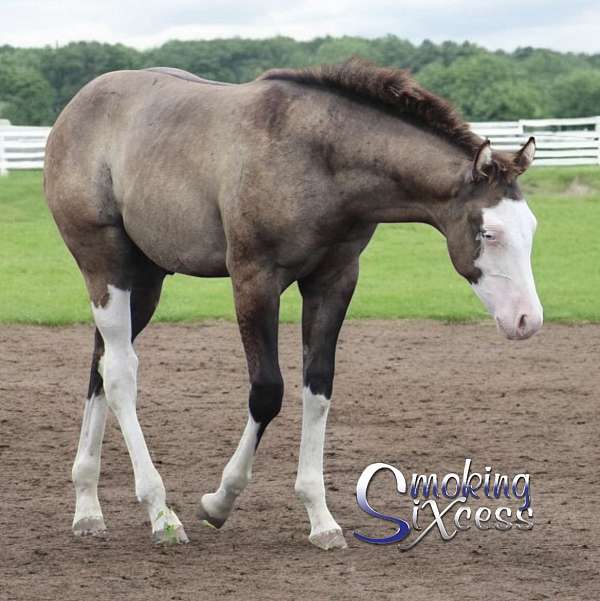 grulla-splash-white-horse