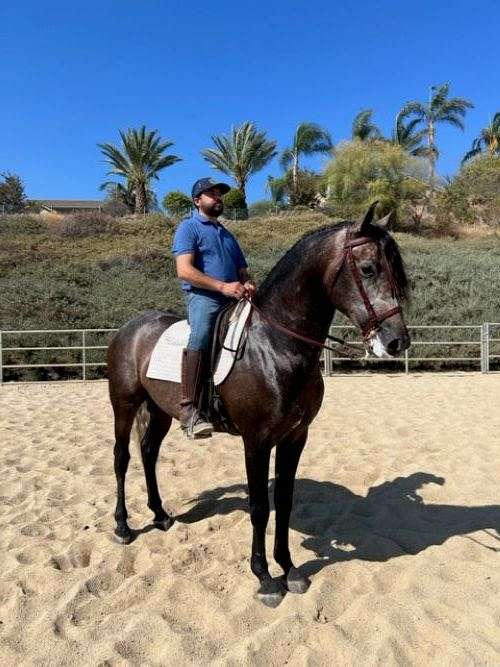 triple-crown-andalusian-horse