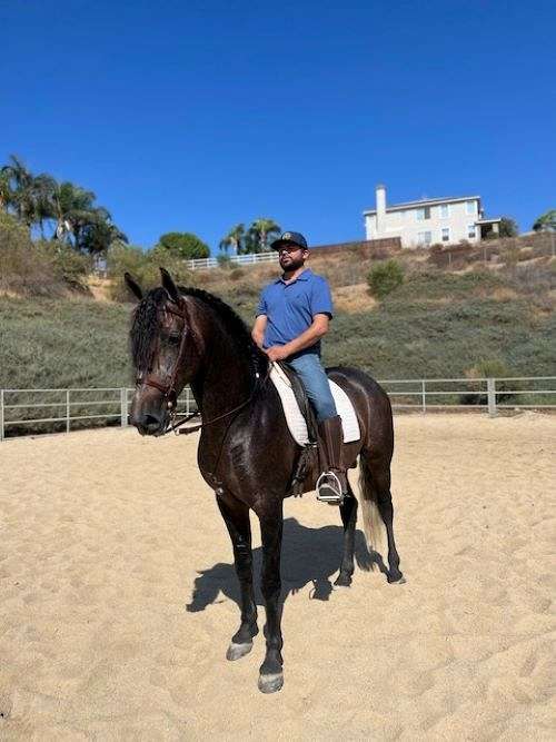 world-championship-andalusian-horse