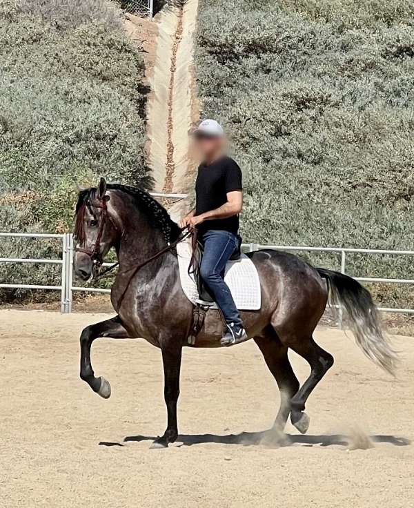 functionality-andalusian-horse