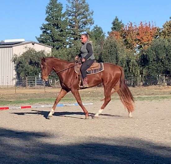 sorrel-star-white-socks-horse