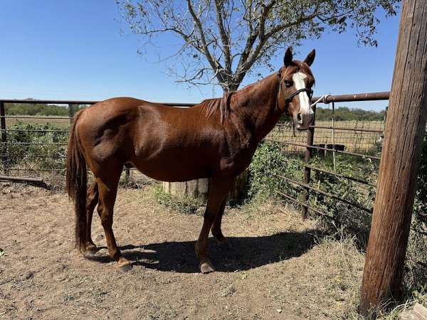 brood-gelding