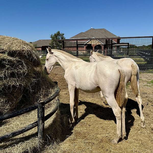 isabelo-palomino-filly-mare