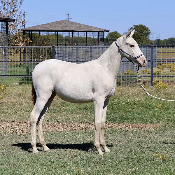 isabelo-palomino-filly-mare