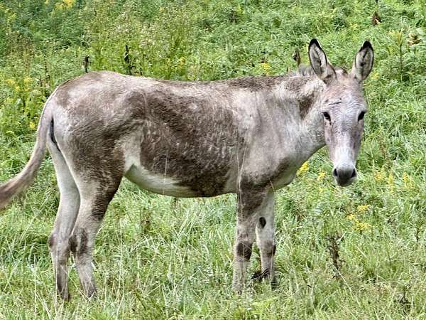 grey-donkey-mare