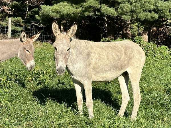 grey-donkey-mare