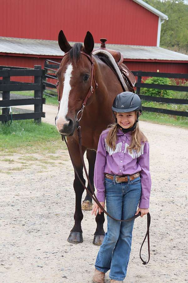 working-equitation-paint-pony