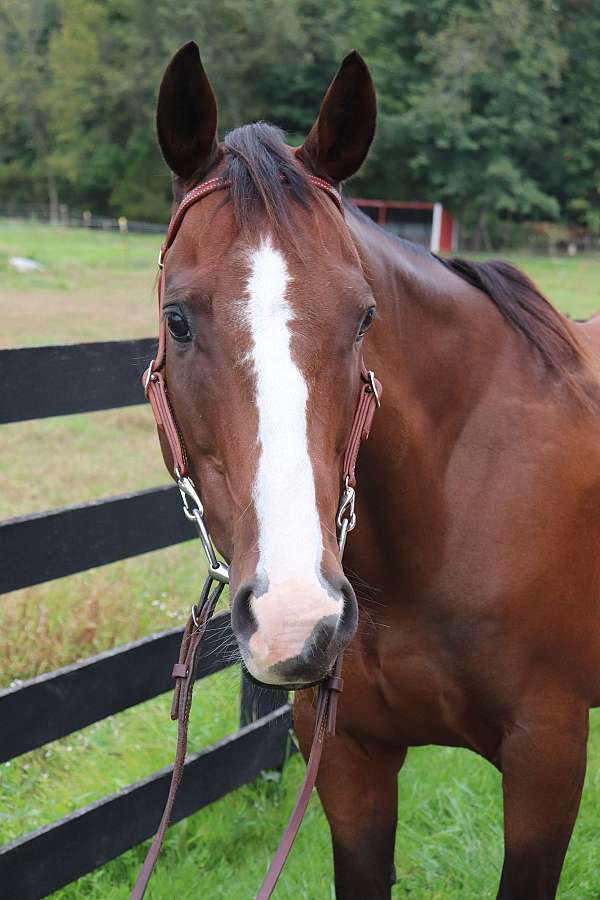 barrel-paint-pony