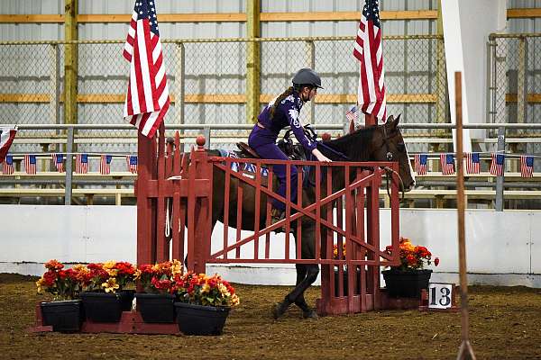 western-dressage-paint-pony