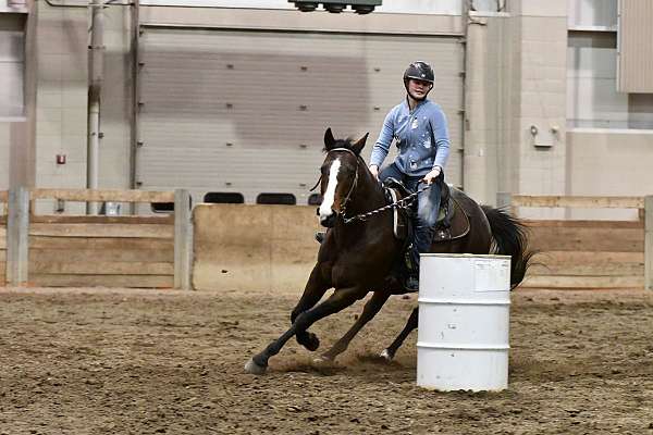 bay-paint-gelding