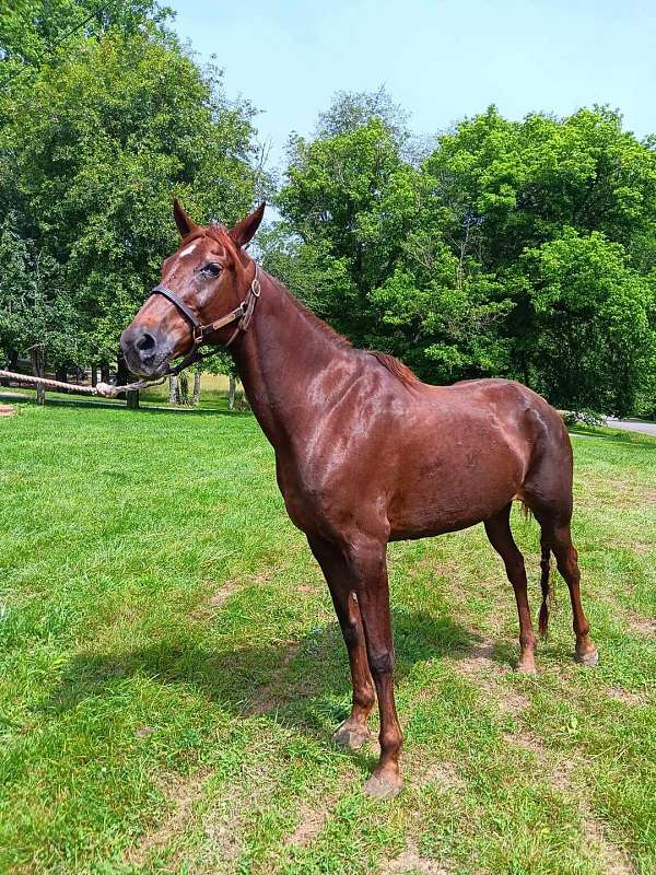 driving-trail-riding-thoroughbred-horse