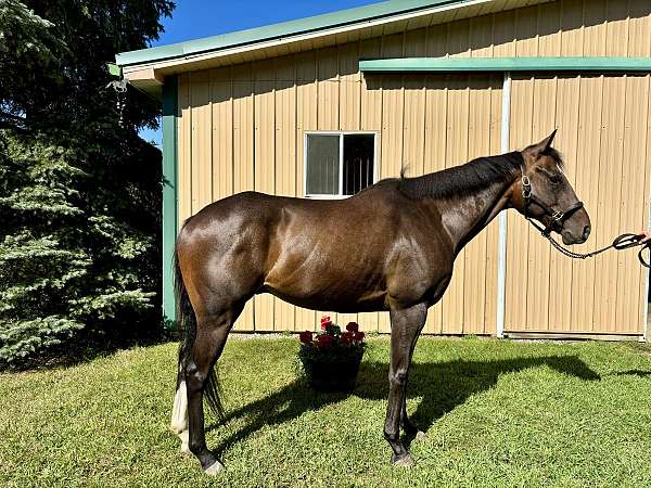 left-hind-stocking-blaze-horse