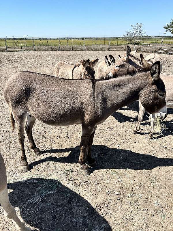 grey-white-paint-horses-for-sale