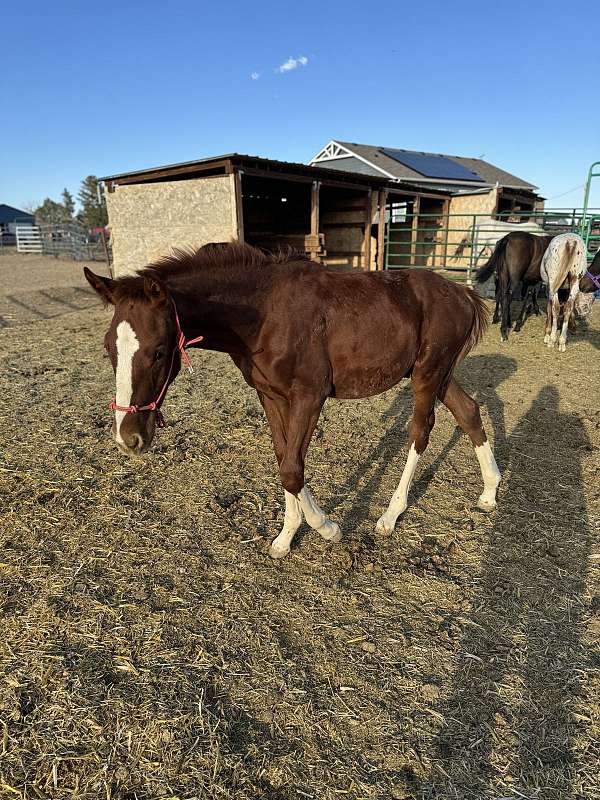 chestnut-overo-4-white-socks-a-blaze-horse