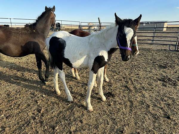 warmblood-gypsy-vanner-horse