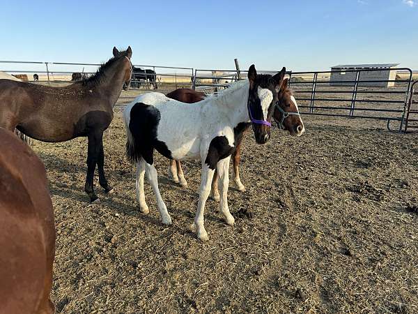 american-gypsy-vanner-horse