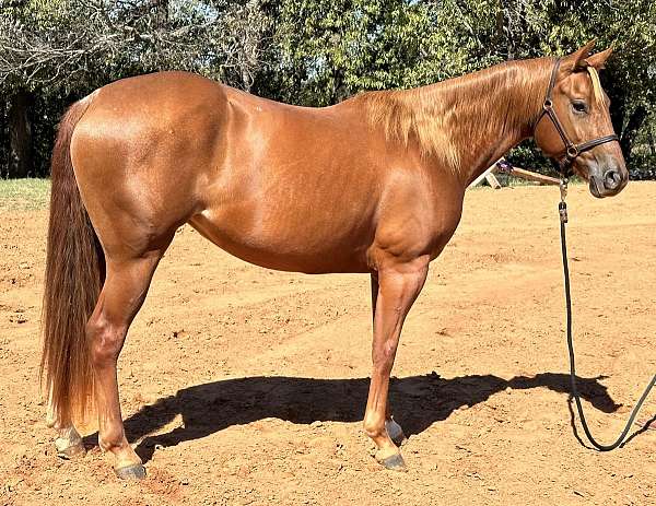 topwind-ranch-horse