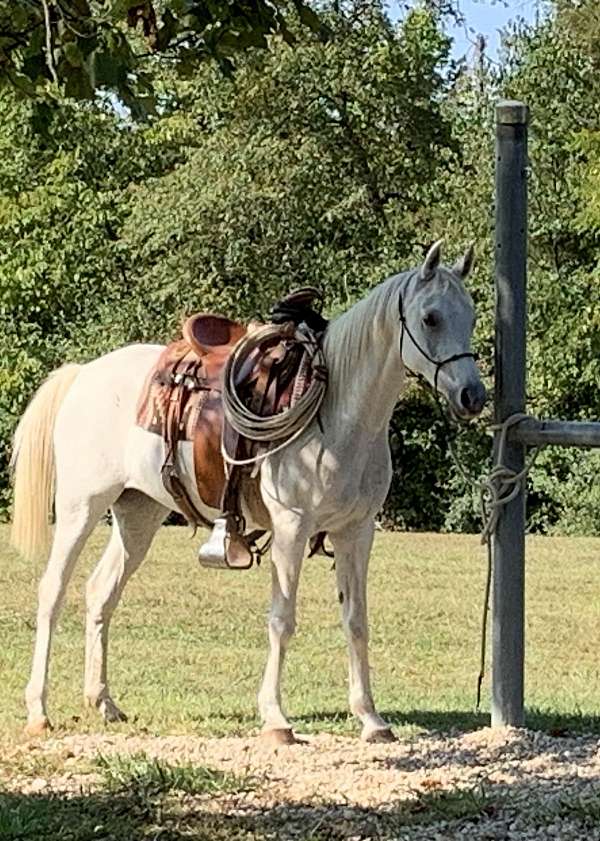 arabian-horse