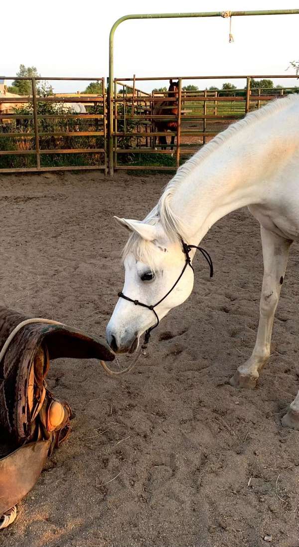 trail-arabian-horse