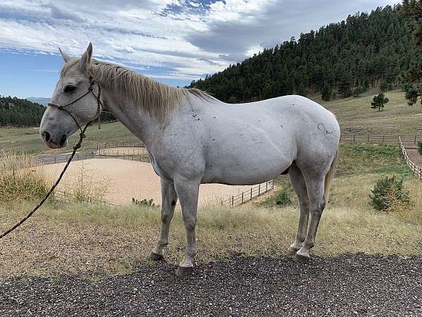 all-around-quarter-horse