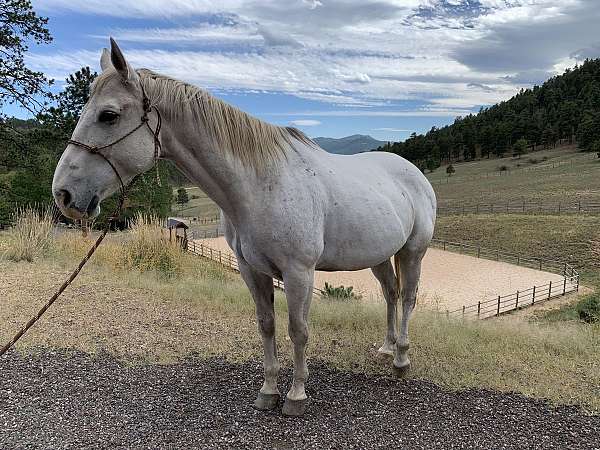 beginner-quarter-horse