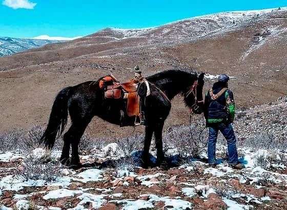 all-around-friesian-horse