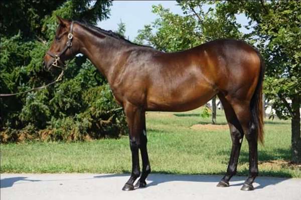 white-filly-yearling