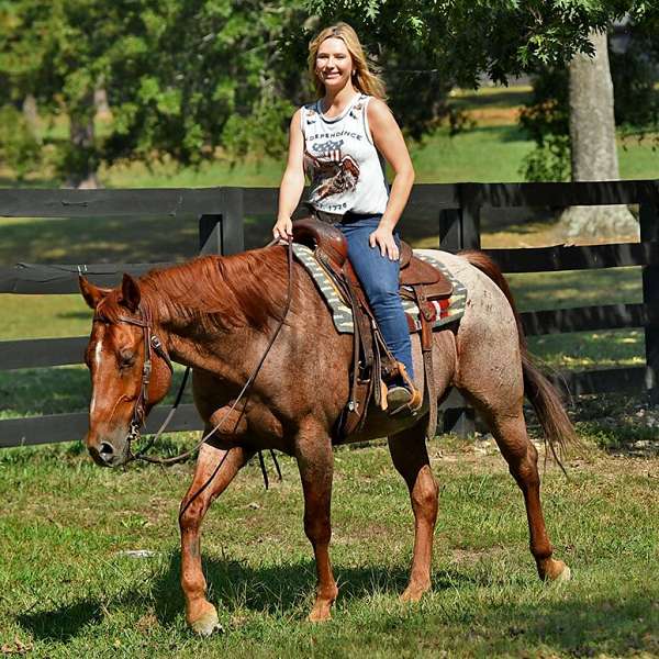 red-roan-y-horse