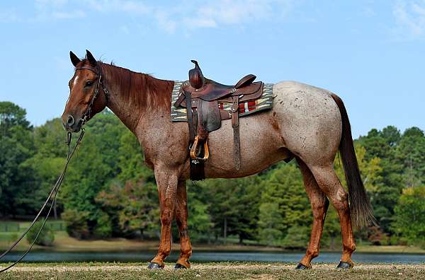 ranch-horse-quarter