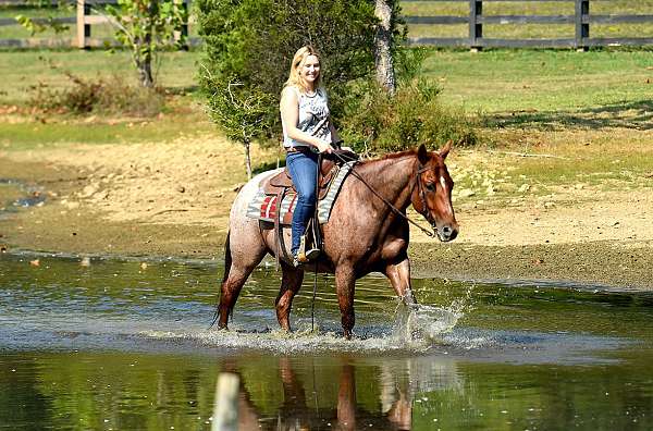 beginner-horse-quarter