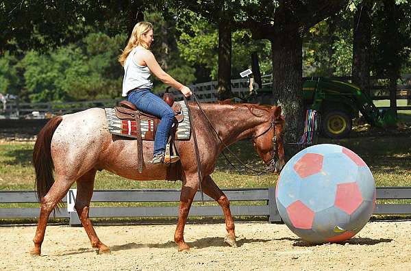 trail-horse-quarter