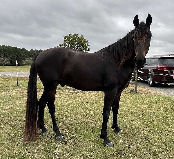 trail-riding-tennessee-walking-horse