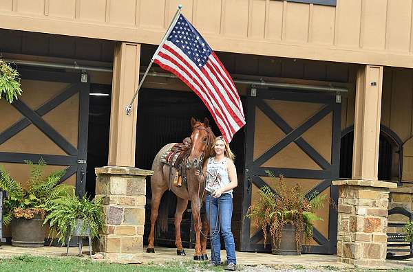 family-safe-quarter-horse