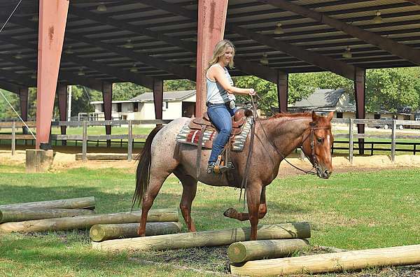 ranch-horse-quarter