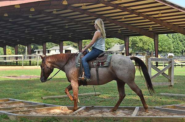 flashy-quarter-horse