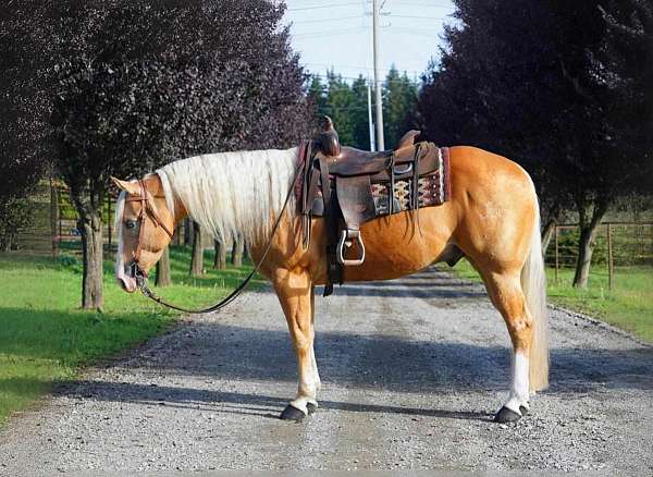 rodeo-palomino-quarter-horse