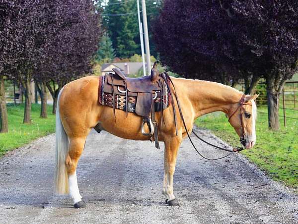 sidesaddle-palomino-quarter-horse