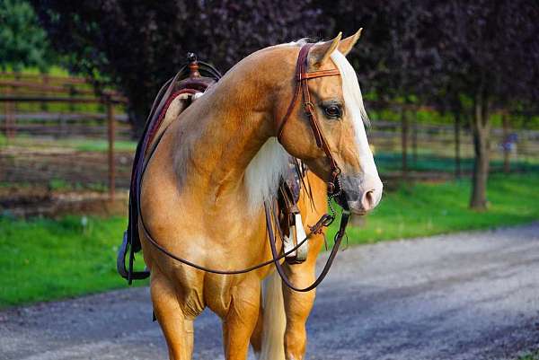 quarter-horse-gelding