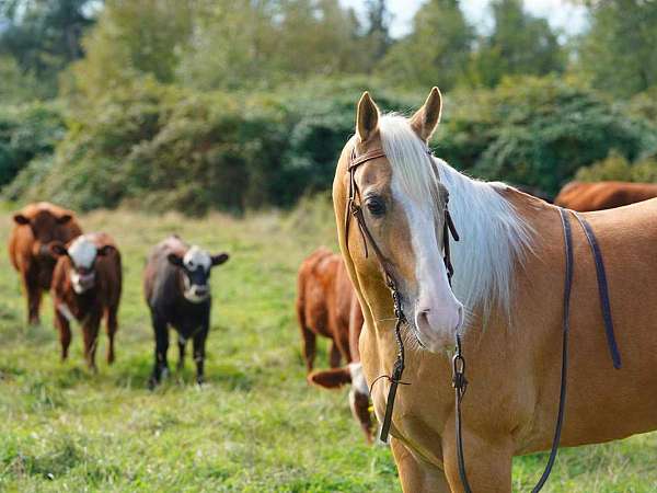 quarter-horse