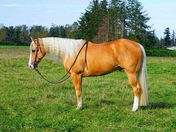 roping-palomino-quarter-horse