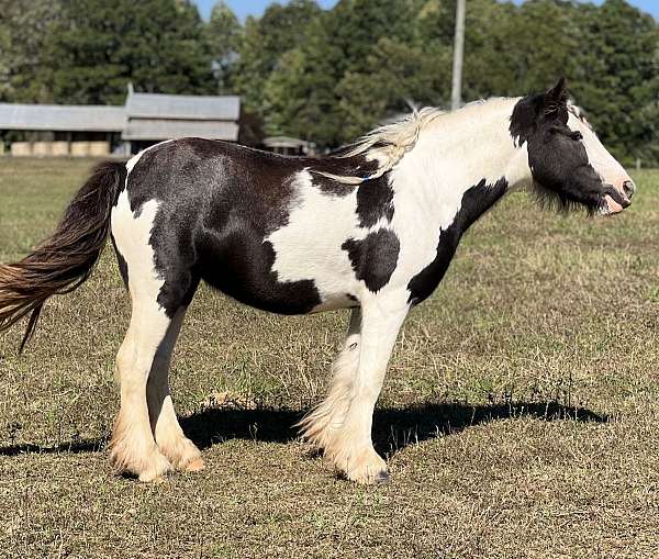 dam-gypsy-vanner-horse